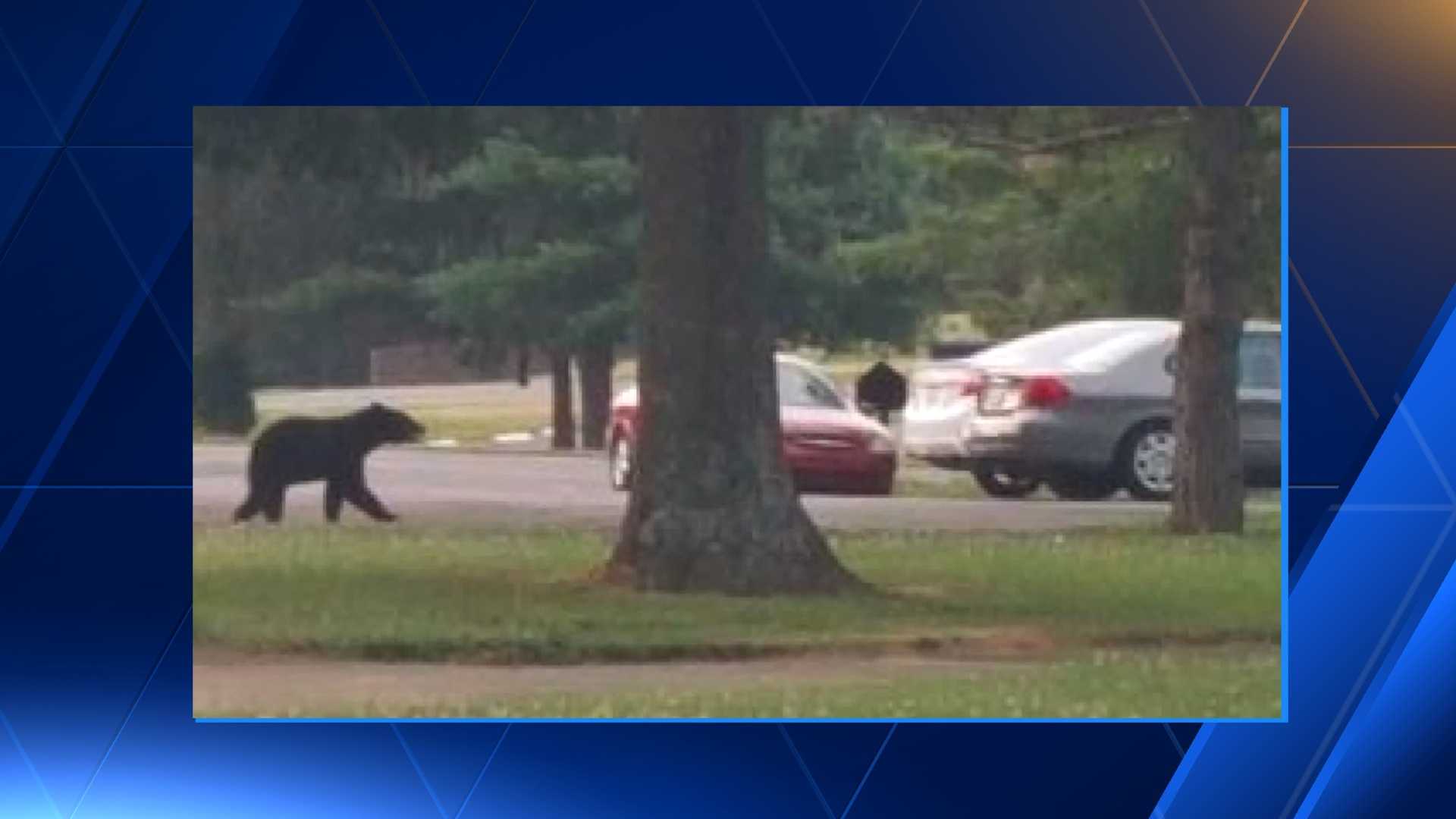 Bear sighting in Fairfield prompts police warning