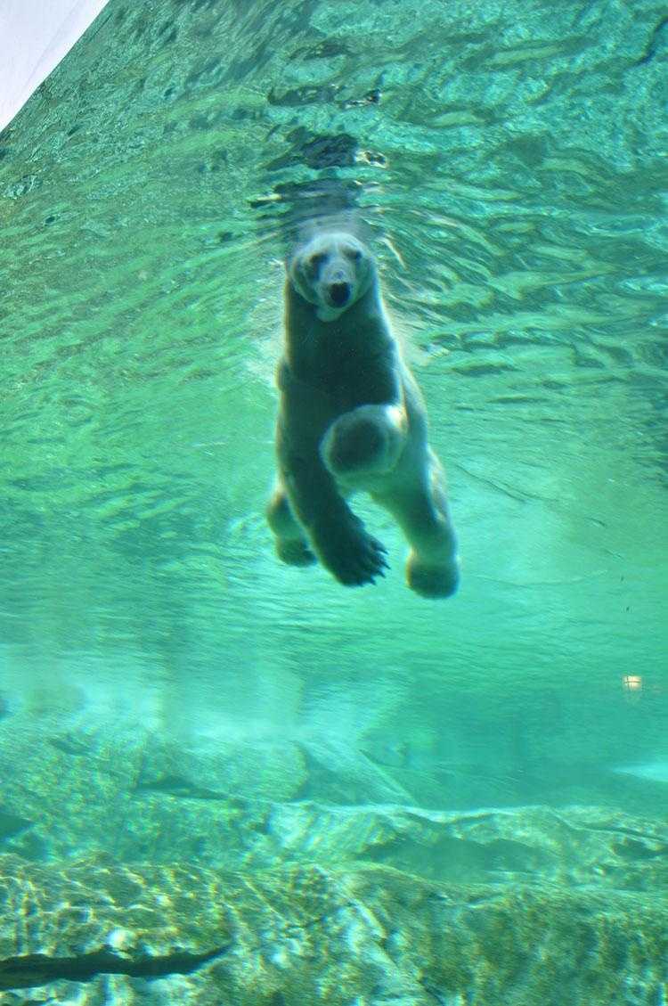 Images Arki the polar bear at the Louisville Zoo