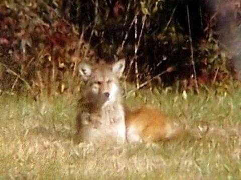 New Ky. rules allow hunting of coyotes at night year round