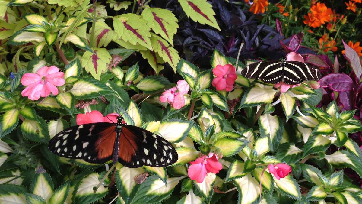 Photos Krohn Conservatory's butterfly show now open
