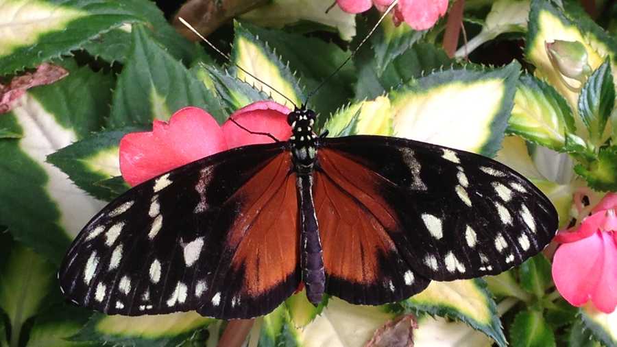 Photos Krohn Conservatory