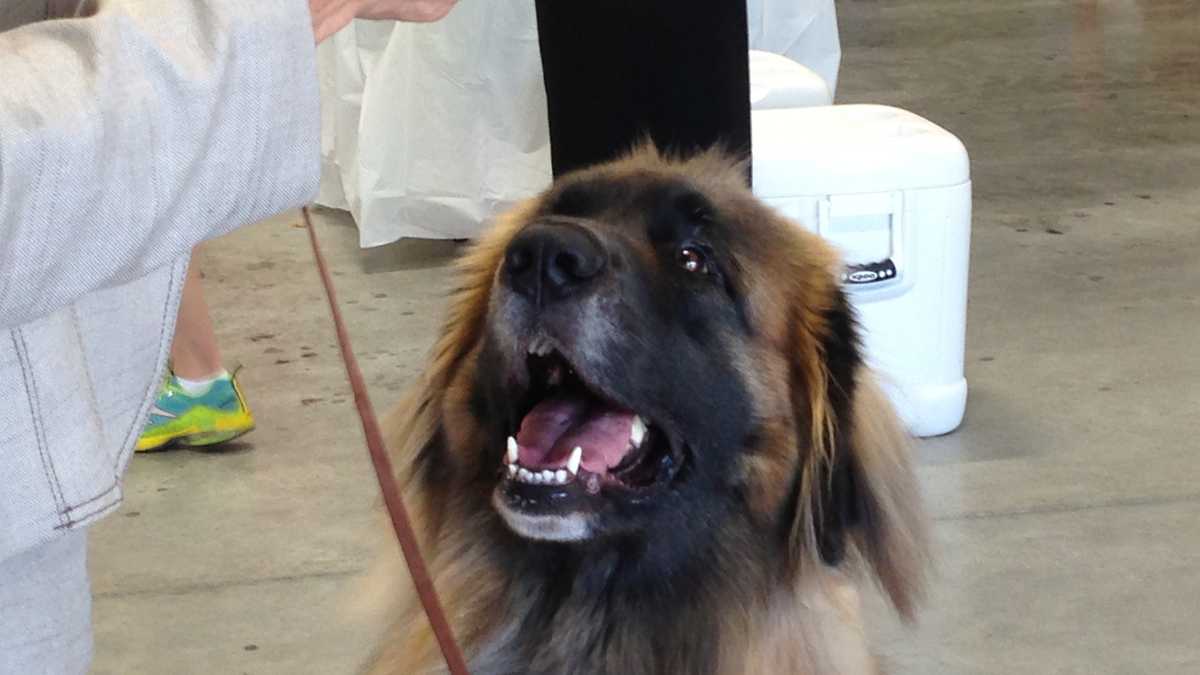 Photos Memorial Day Dog Show