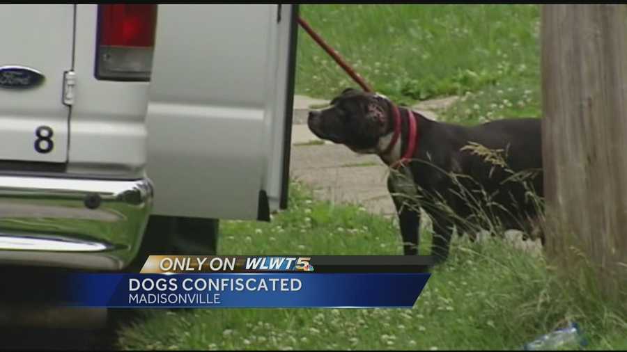 Authorities have taken one man and several dogs into custody after a report of dogfighting in Madisonville.