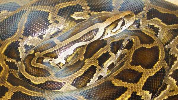 Python released at Ohio mobile home found under it