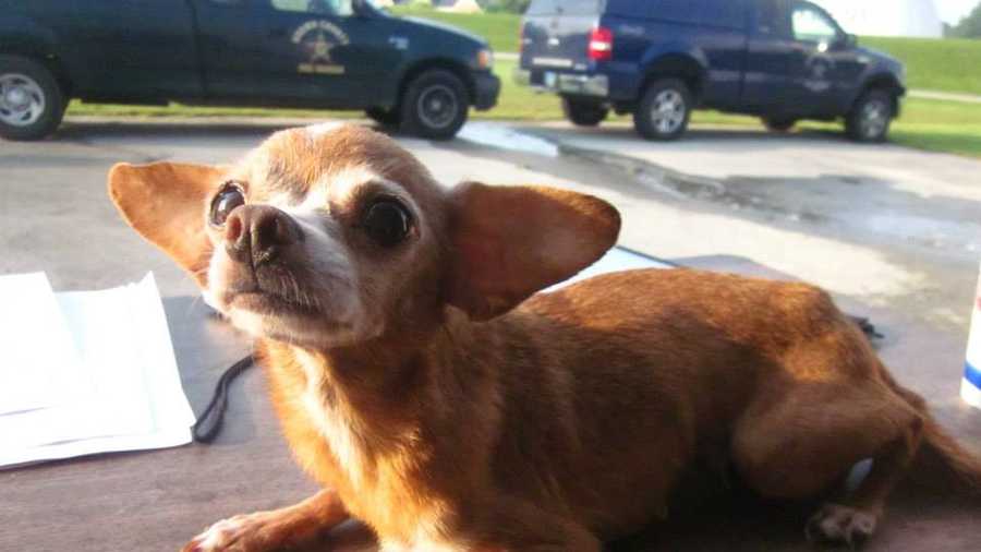 #2943 - This 8-year-old, female Chihuahua does not have a name yet. She's 4 lbs, up to date on all shots but has a severe dental disease. She is available for adoption.