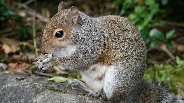 Open season on Ohio squirrels starts Sept. 1