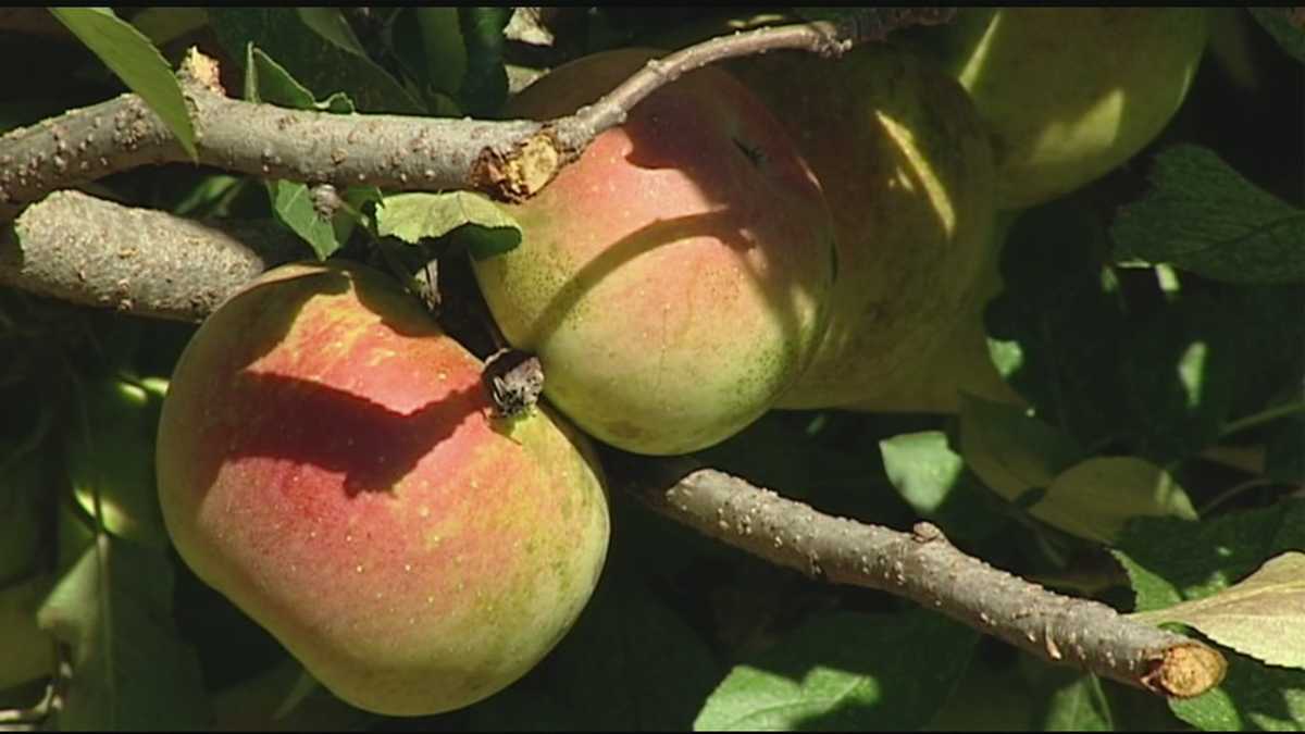 Ohio apple crop produces good fruit this year