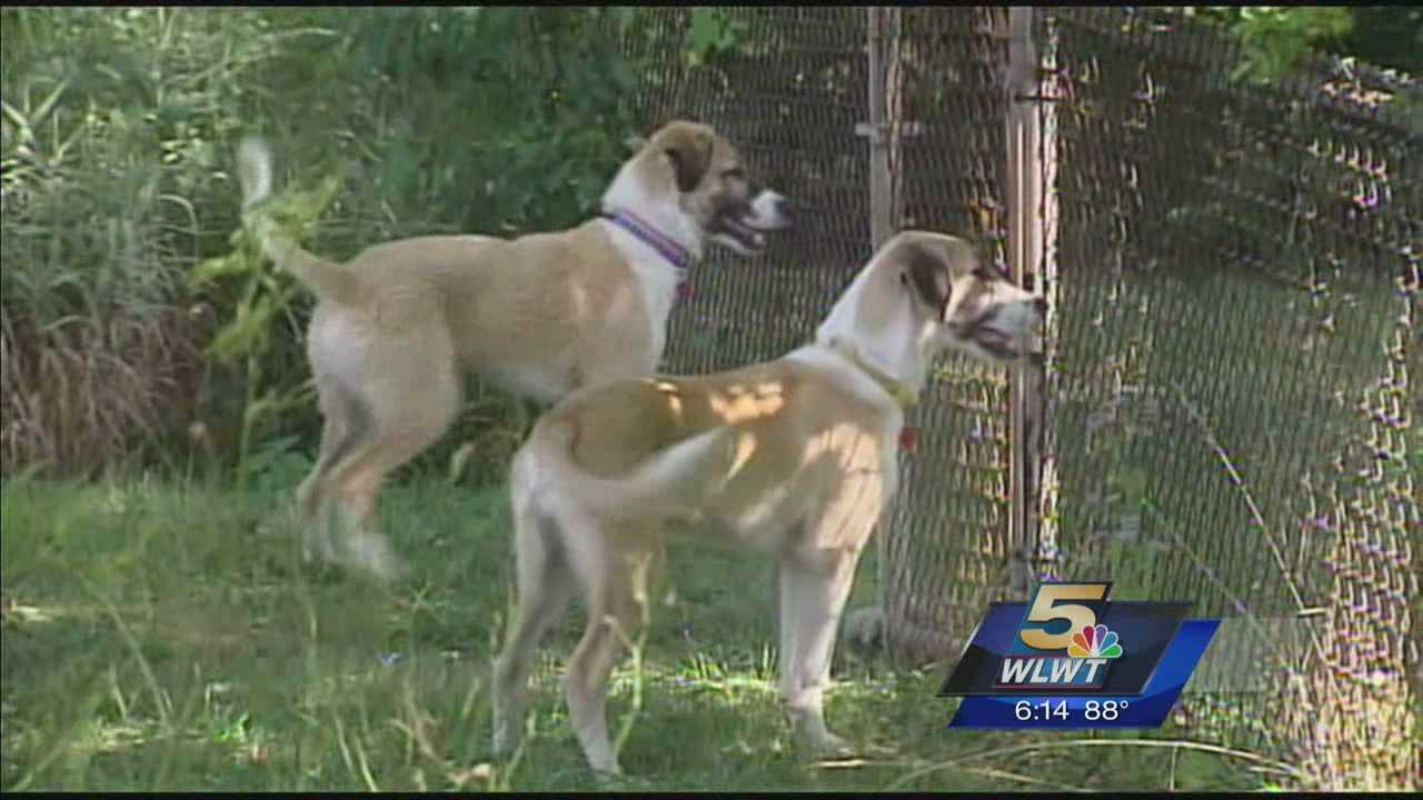 Sgt. Travis Burton reunited with four legged friends from Afghanistan