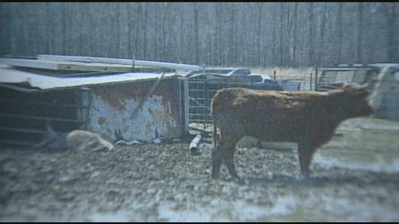 More Than Dozen Dead Or Malnourished Animals Found On Clinton Co. Farm