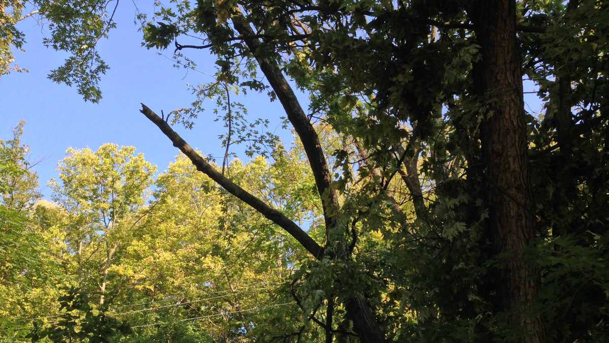 Photos: Dump truck overturns, knocks down power pole