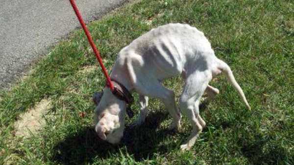 Owner charged after emaciated dog found on streets