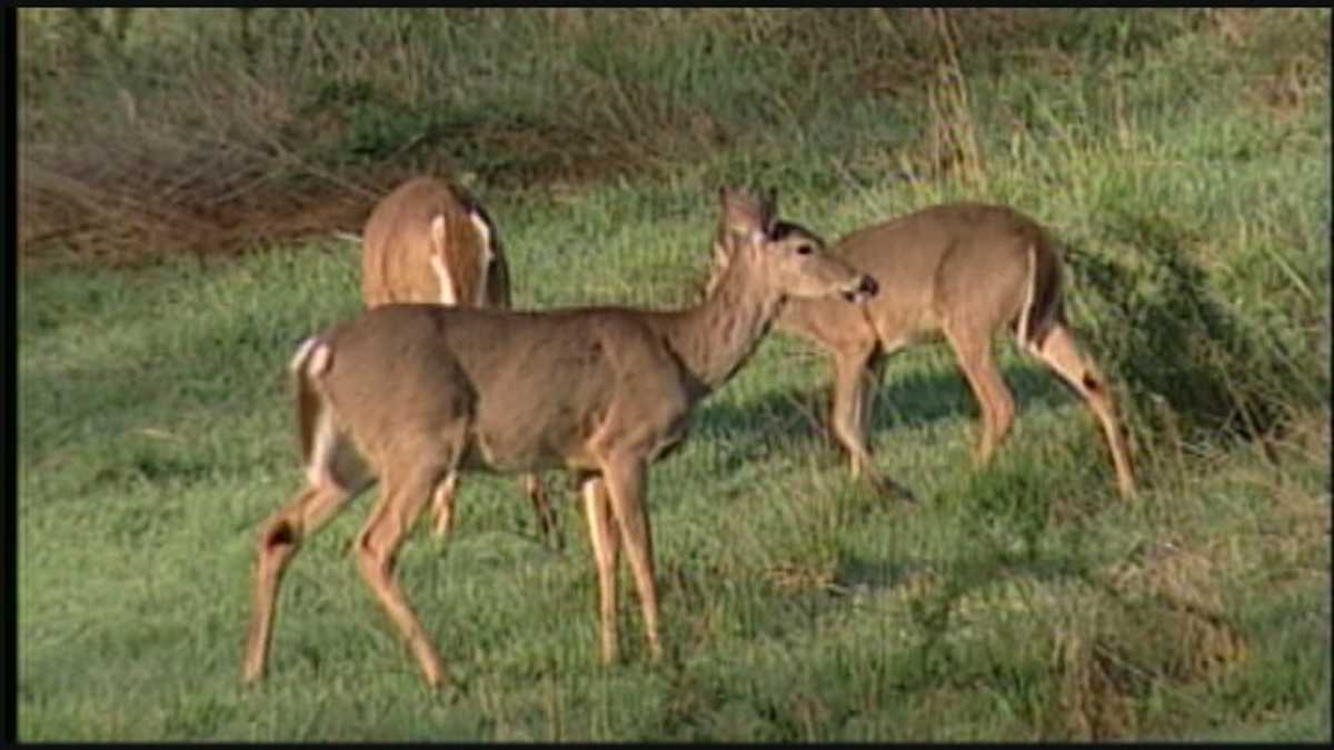 Deer gun season opens in Ohio