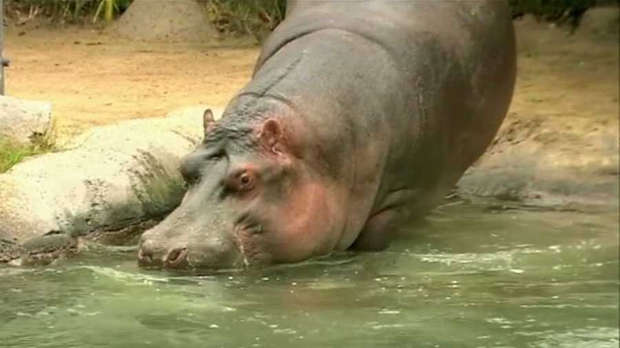 The campaign needs to raise the final $6 million needed to build a hippo exhibit that will include underwater viewing.