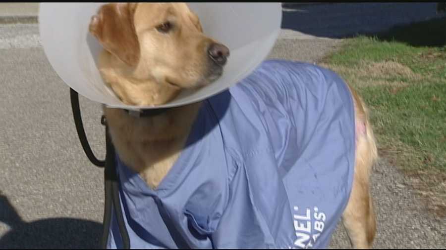 NKY animal hospital looking for help after taking in burned dog NKY animal hospital looking for help after taking in burned dog