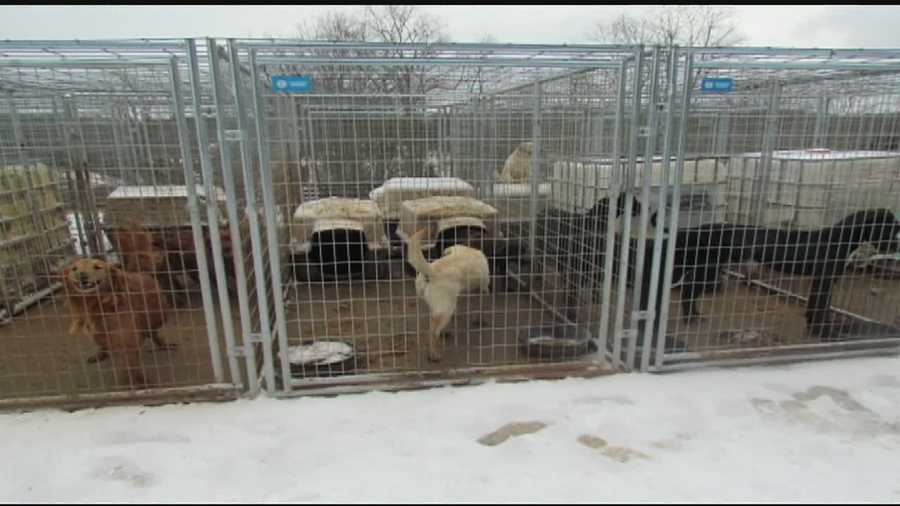 Animal rescue workers said 18 dogs and two cats were found outside at the home in the cold and snow.