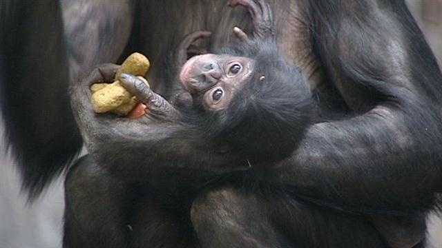 The Cincinnati Zoo presented their 8-week-old bonobo Thursday