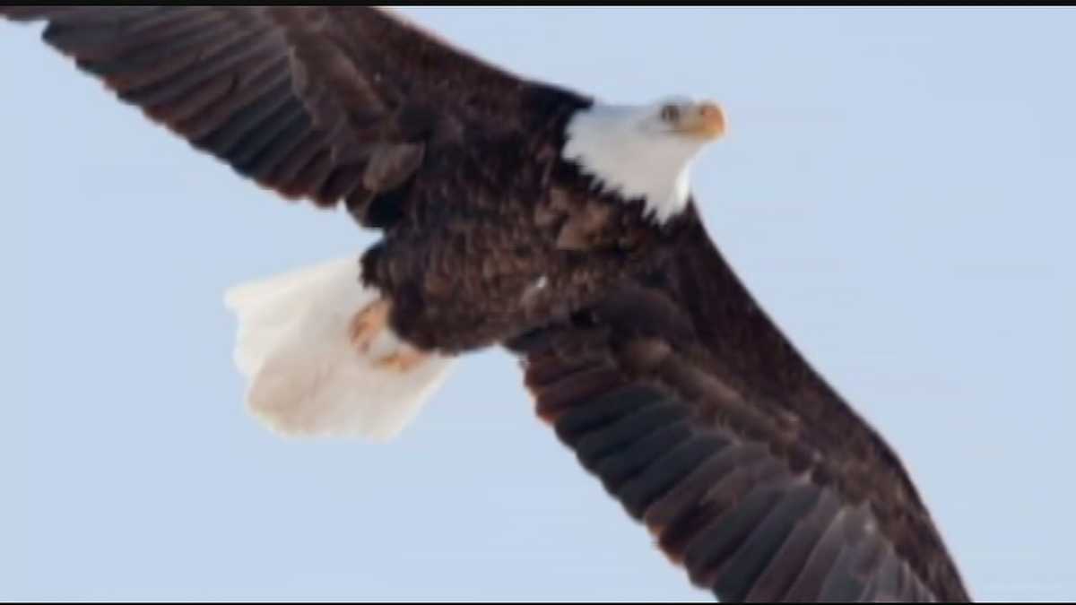 Bald eagle numbers soaring in TriState