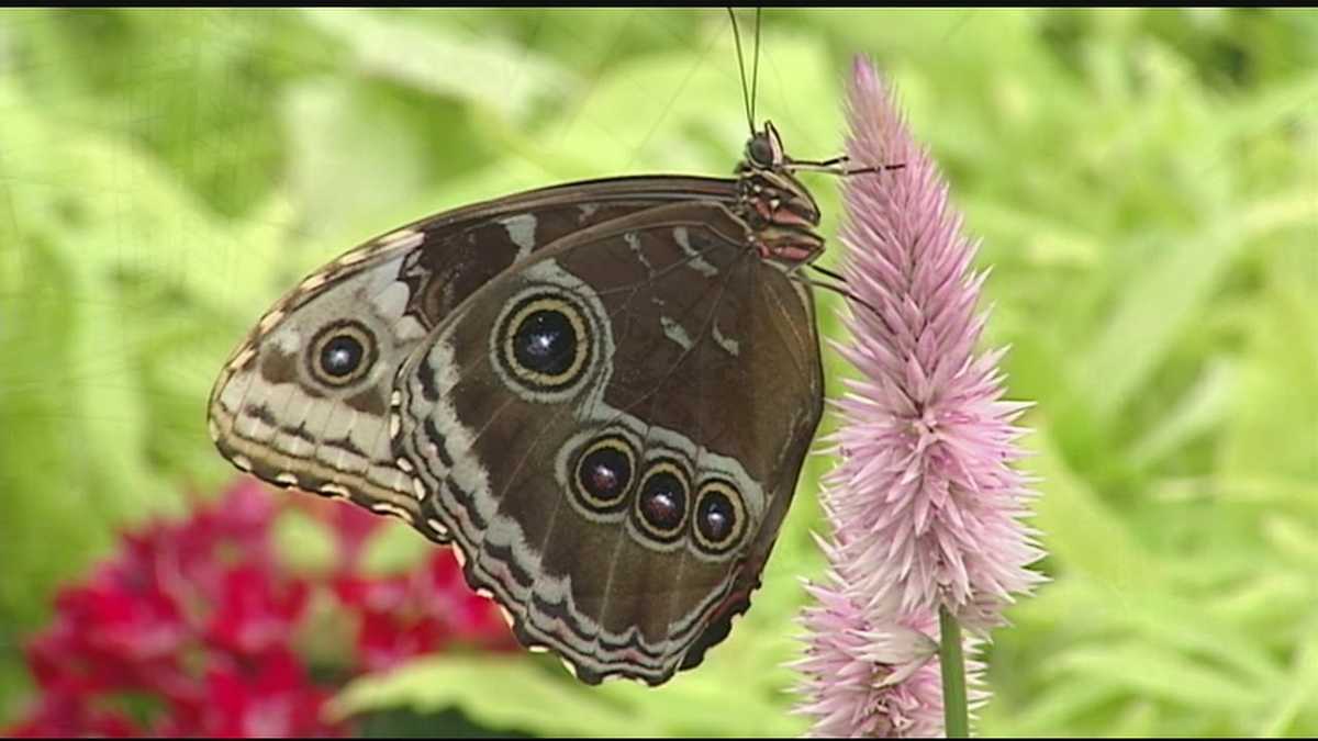 Annual butterfly show at Krohn Conservatory begins Saturday