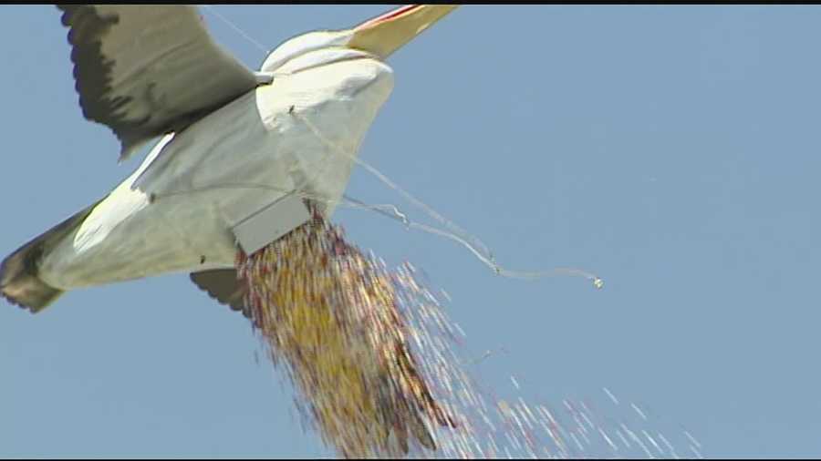 Giant Pelican Soars Over Uc In Charity Fundraiser