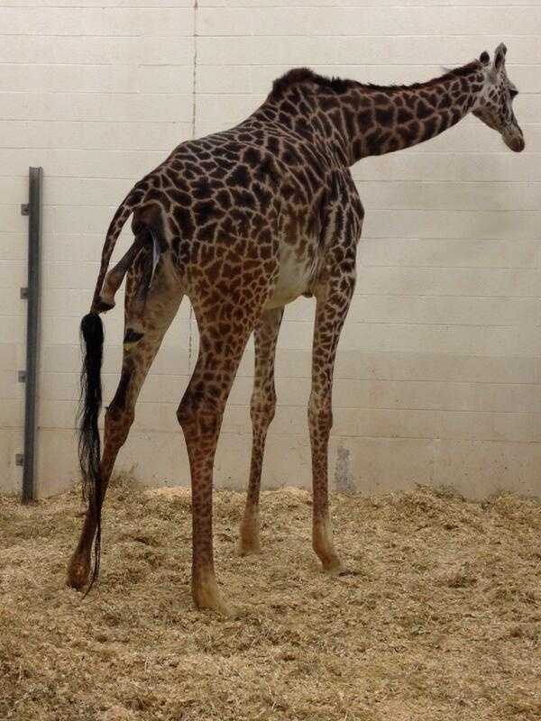 Photos: Giraffe birth at Cincinnati Zoo