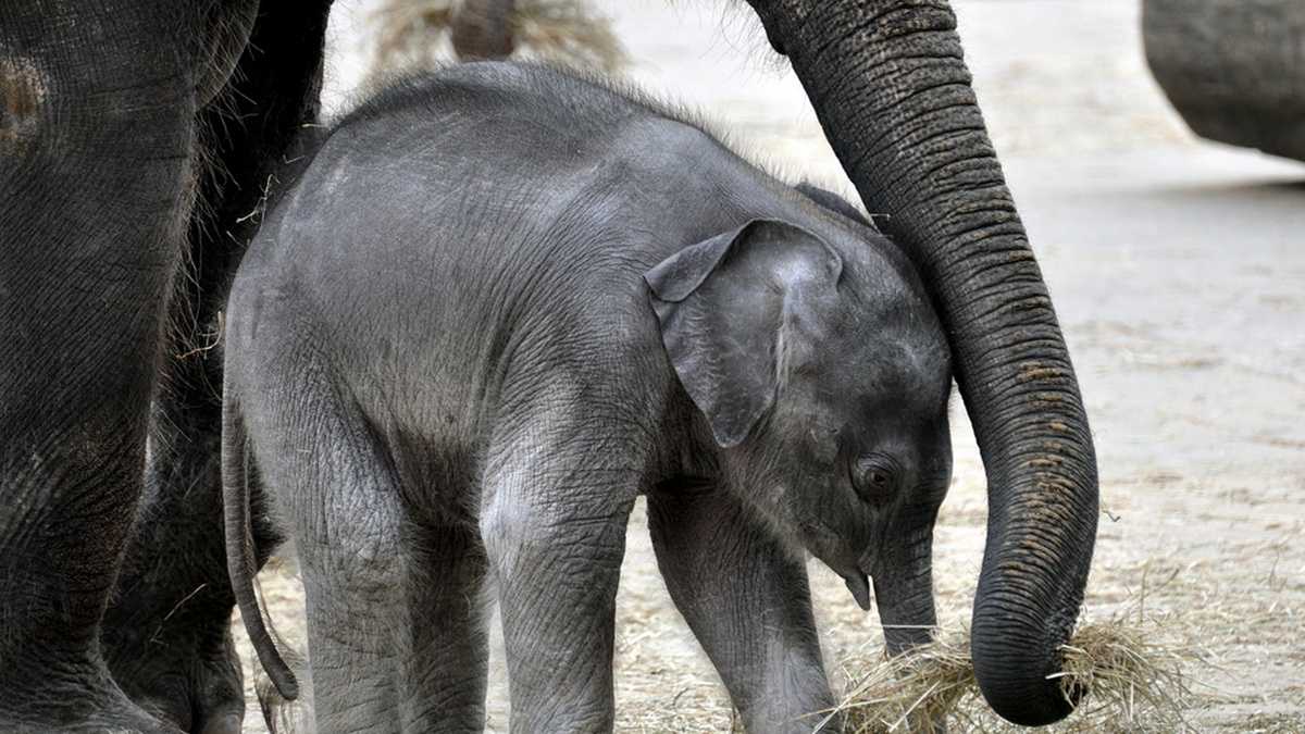 animals with down syndrome elephant