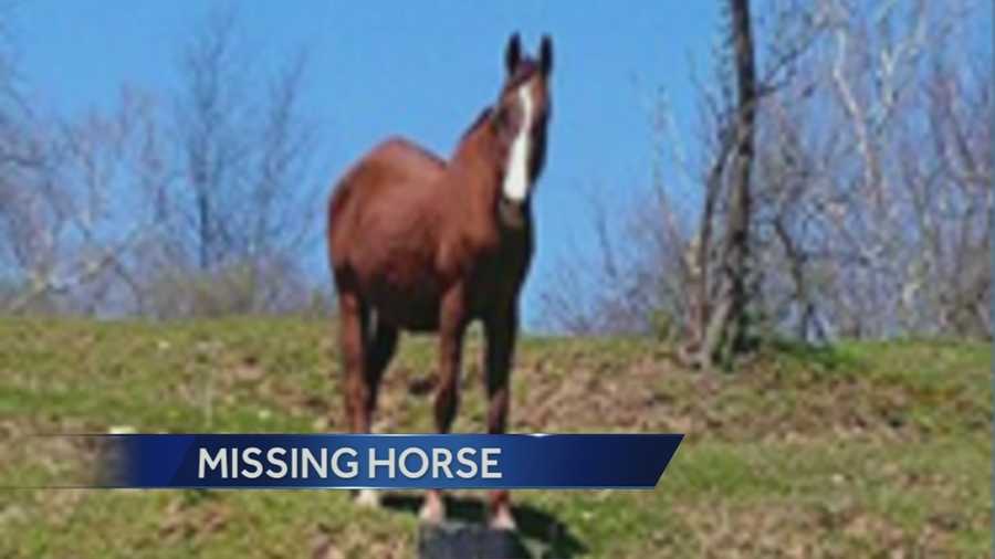 The 24-year-old American Saddlebred horse named Morton Melody, nicknamed M&M, disappeared between 9 p.m. Friday and 8 a.m. Saturday.