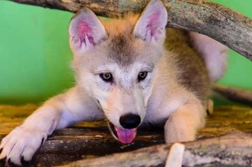 Red Wolf Wildlife Sanctuary's new wolf puppies