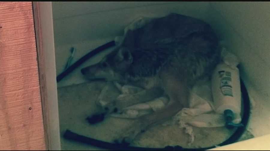 The coyote was curled up in the shower stall, surrounded by tattered toilet paper rolls, a downed shower curtain, and cleaning supplies.