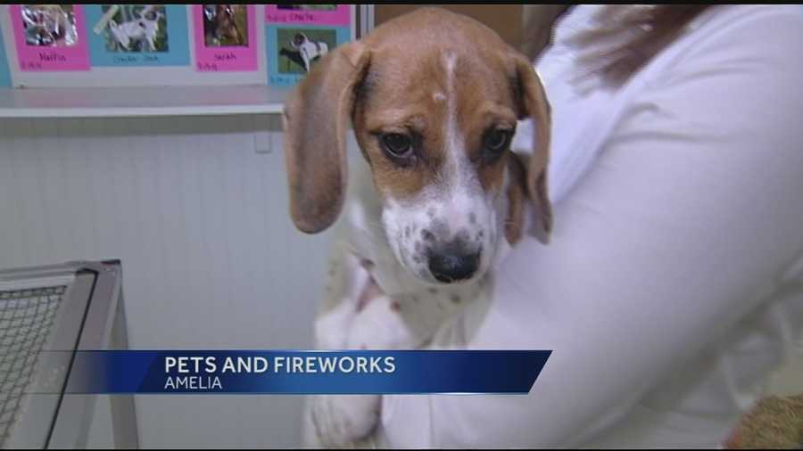 The Fourth of July is a time for family and lots of fireworks, but the loud cracks and booms can be a fearful time for animals.