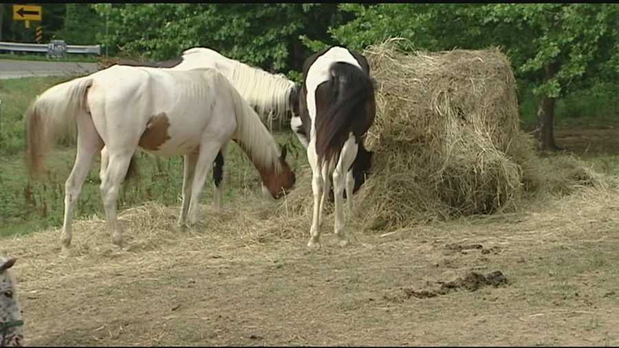 The horses were taken from Larry Browning's farm in April after authorities discovered nearly 50 dead horses at the farm. They were adopted after months of being nursed back to health.