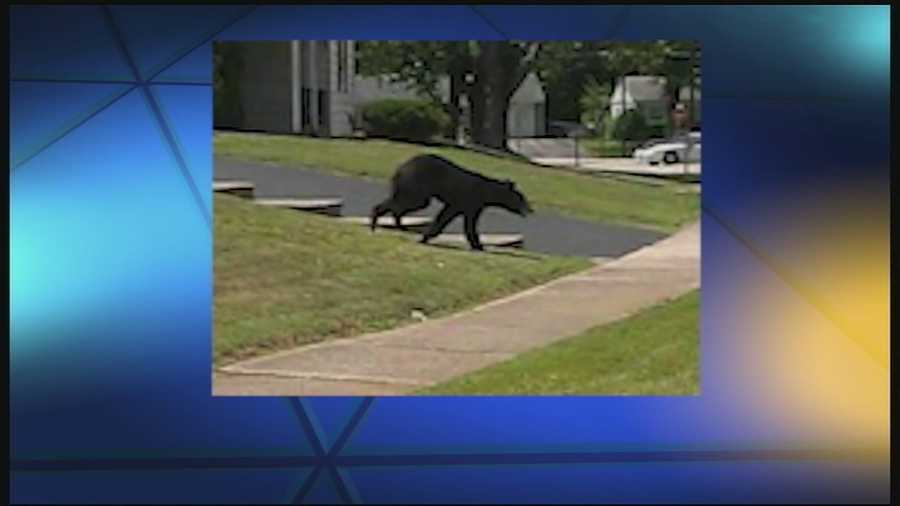 The bear was reportedly spotted along East Tech Drive in Eastgate on Tuesday morning. Police closed Clepper Park after sightings brought a flood of people to the park.