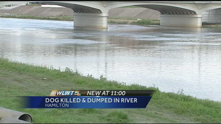 Investigators said a park visitor found the dog dead in the river at Combs Park, just north of the boat ramp on July 4.