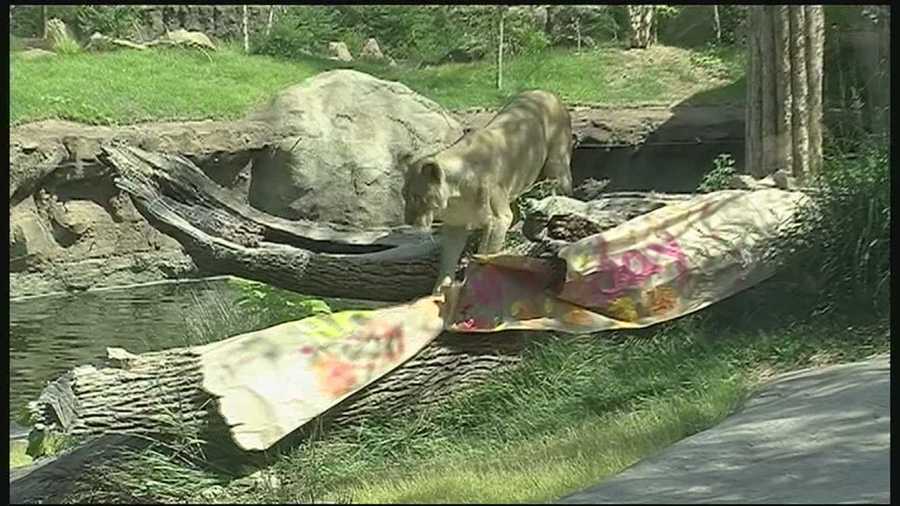 As Cincinnati Zoo officials planned a special birthday celebration for Imani the lion, including signs, toys, treats, and even a specially-made cake, Imani had other plans.
