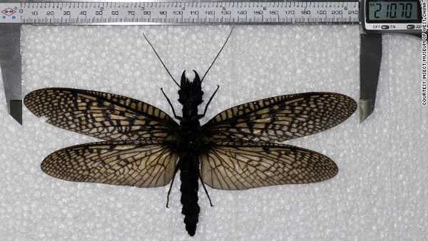 Three Kings Insect Tri-State has similar insect to China's record breaker