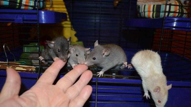 Rats In The Apartment