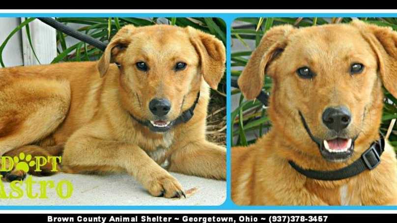 Astro is a yellow lab/golden retriever mix. He is about 3 to 4 years old and weighs about 35 lbs.