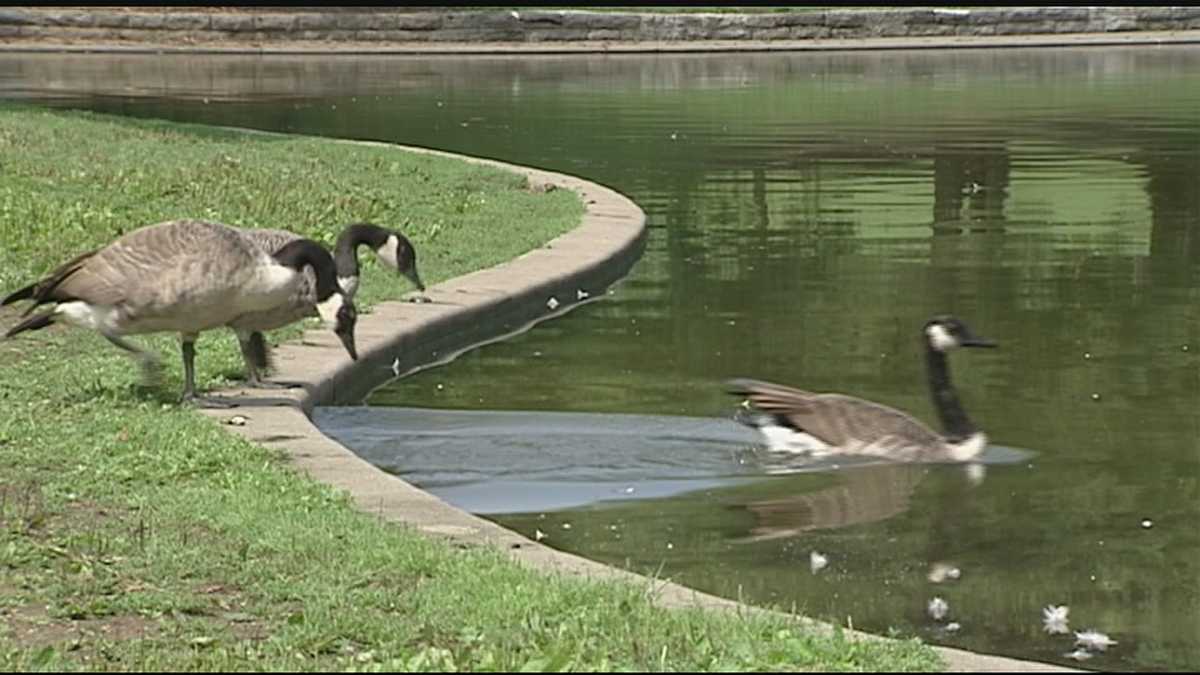 Ohio delaying geese hunt due to holiday