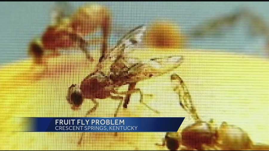Fruit flies are a pest we’ve all encountered. And right now, it seems their numbers are out of control.