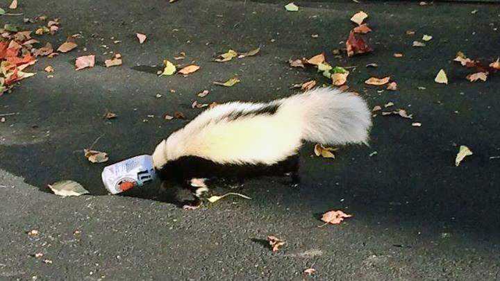 Animal control saves Oxford skunk from beer can