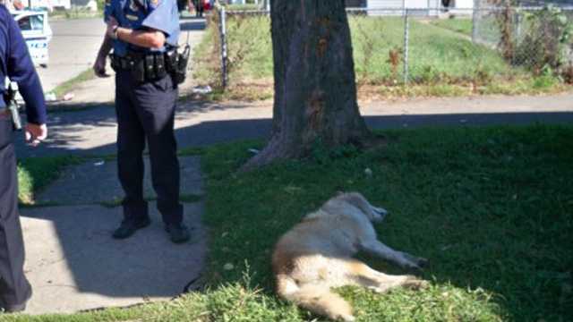 are wolf dogs used by police