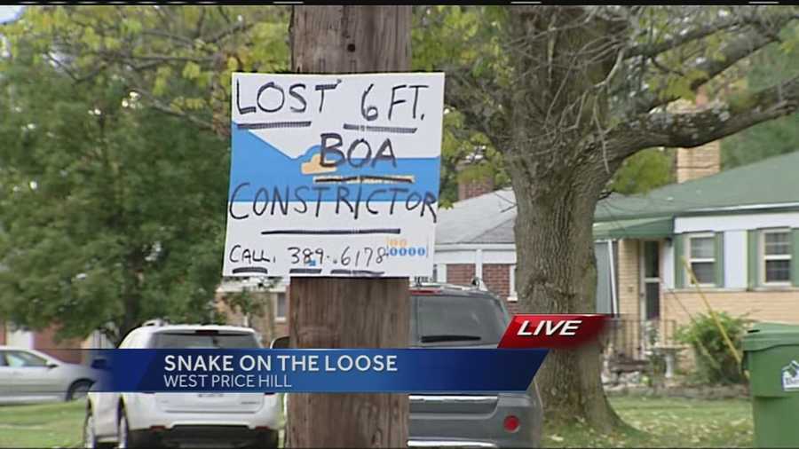 A 6-foot boa constrictor is on the slither after escaping from its owner over the weekend.