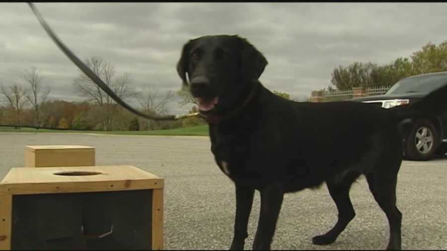 One day before Sadie the dog was set to be put down, she was rescued and is now combating crime.