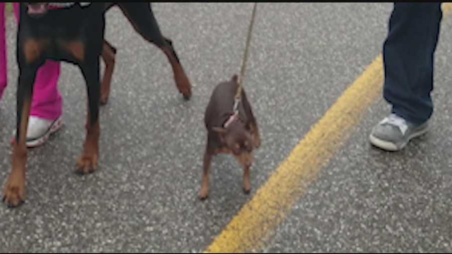 A dog owner is mourning the loss of her 6-year-old, 6-pound, miniature Pinscher, Teeko. Angie Couch told WLWT that Teeko was attacked by a German shepherd last Wednesday at the Simmonds Family Dog Park around 5 p.m.