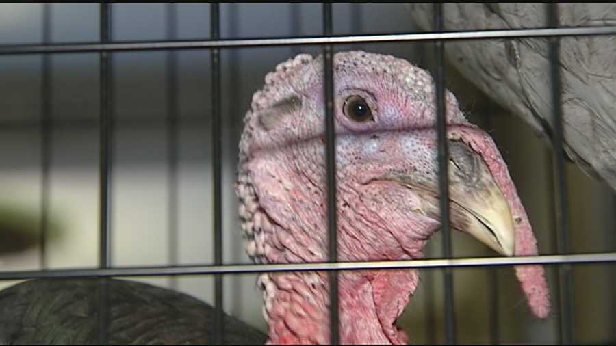 Two turkeys stopped by Oyler Elementary School. These birds are part of a very special flock because it’s their cousins which will be making the trip out to the White House. Raising the birds that will grace the presidential table for Thanksgiving is an honor, and this year, Cooper Farms, of Fort Recovery in Mercy County, Ohio, will claim that honor.