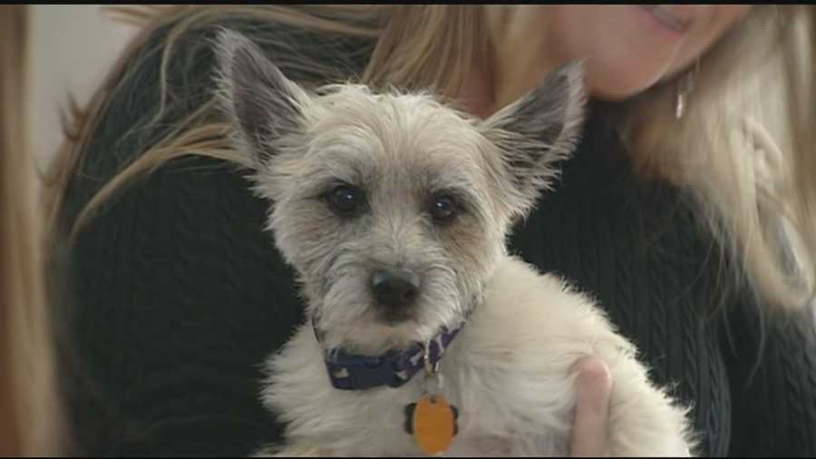 About two weeks ago, Mary Whirls-Webb said her husband, Dave, found their Cairn terrier dangling from a coyote's mouth.