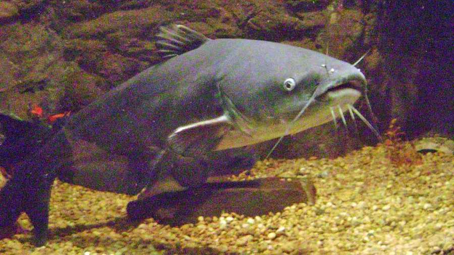 Monster Catfish Spur Battles Among Anglers,1978 D Silver Dollar Value