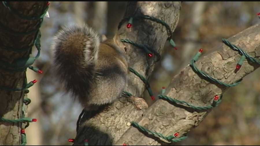 Zoo officials said their Festival of Lights show is being threatened because squirrels have been gnawing on the light strands, killing the power to certain areas of the display