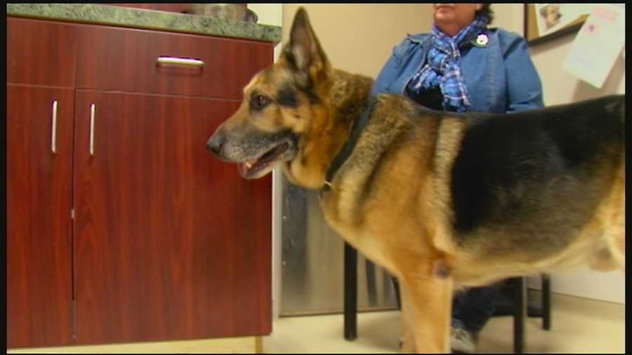 A Dearborn County dog that faced possibly being euthanized and its cremated ashes being mixed with those of its late owner is on his way to Utah.