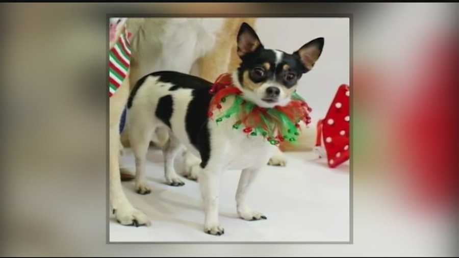 Chi Chi escaped from its handler while boarding at the Grady Veterinarian Hospital on Sunday.