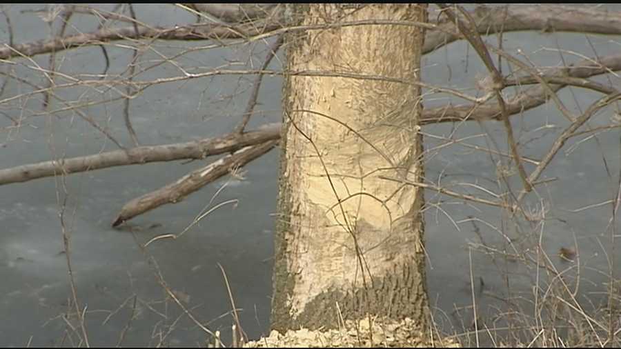 A divisive issue in the city of Mason, Ohio has earned a new title. "Beavergate” was discussed at last Monday’s council meeting, where about ten supporters of the Pine Hill Lakes Park beaver came and pleaded to the city.